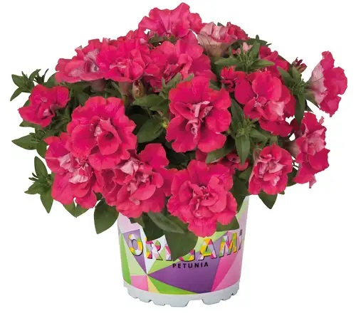 Petūnija Origami Watermelon 3 gab.