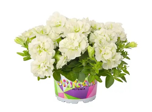 Petūnija Origami White 3 gab.
