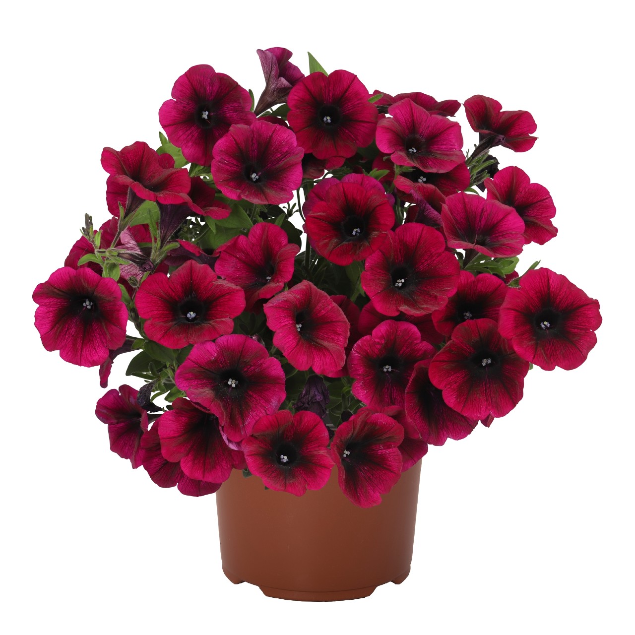 Petūnija Sweetunia® Purple Gem 3 gab.