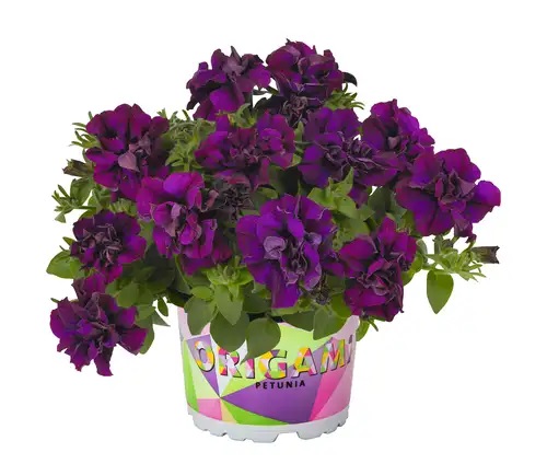 Petūnija Origami Burgundy 3 gab.