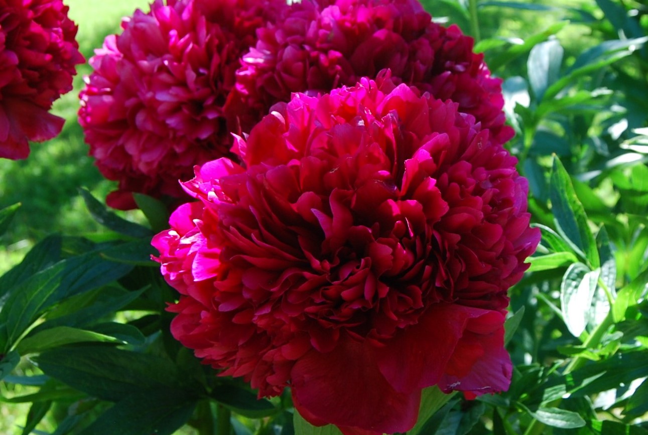 Peonija Red Grace kailsaknis 1 gab