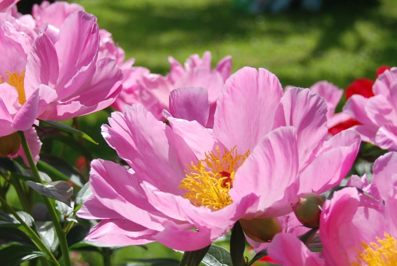 Peonija Sea Shell kailsaknis 1 gab