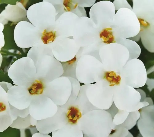 Skrajā Sutera Baristo® Giga White 3 gab.