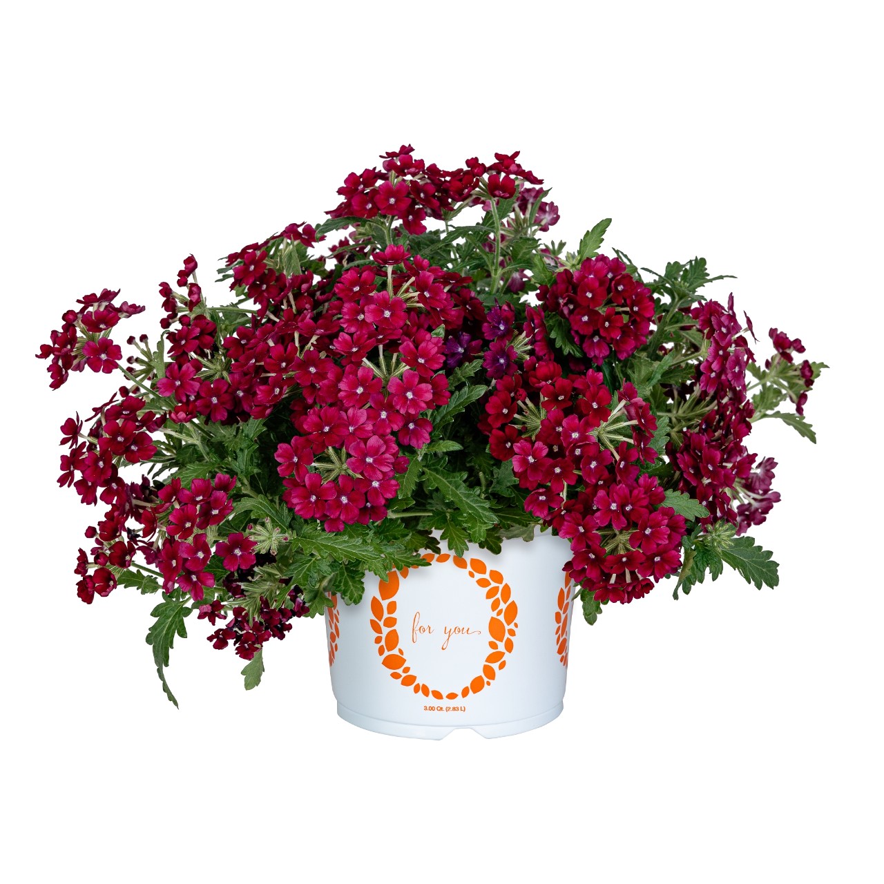 Verbēna Empress Flair Burgundy 3 gab.