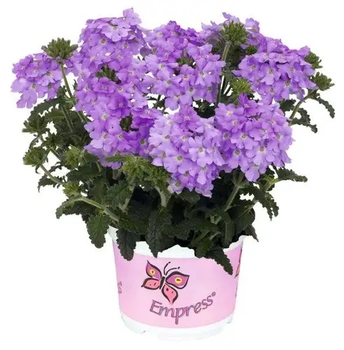 Verbēna Empress Flair Lavender Blue 3 gab.
