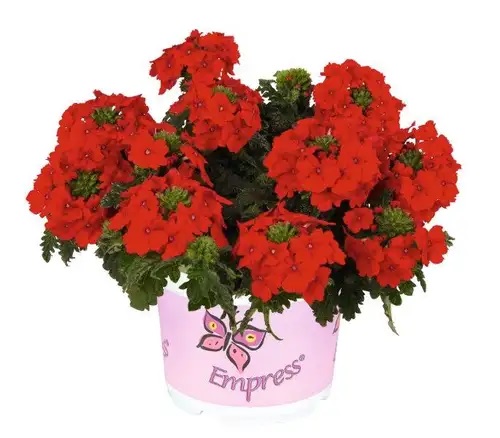 Verbēna Empress Flair Red 3 gab.