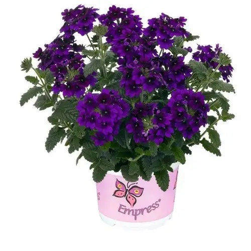 Verbēna Empress Flair Violet Blue 3 gab.