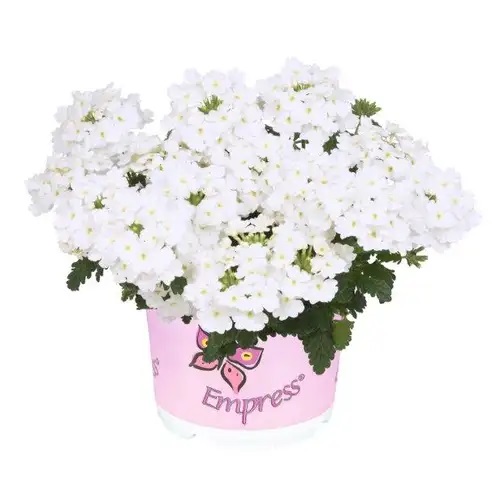 Verbēna Empress Flair White 3 gab.