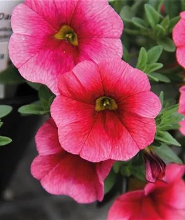 Dārza nokarenā petūnija Calita Compact Strawberry Eye 3 gab.