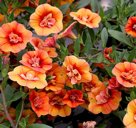 Dārza nokarenā petūnija Calita Double Orange 3 gab.