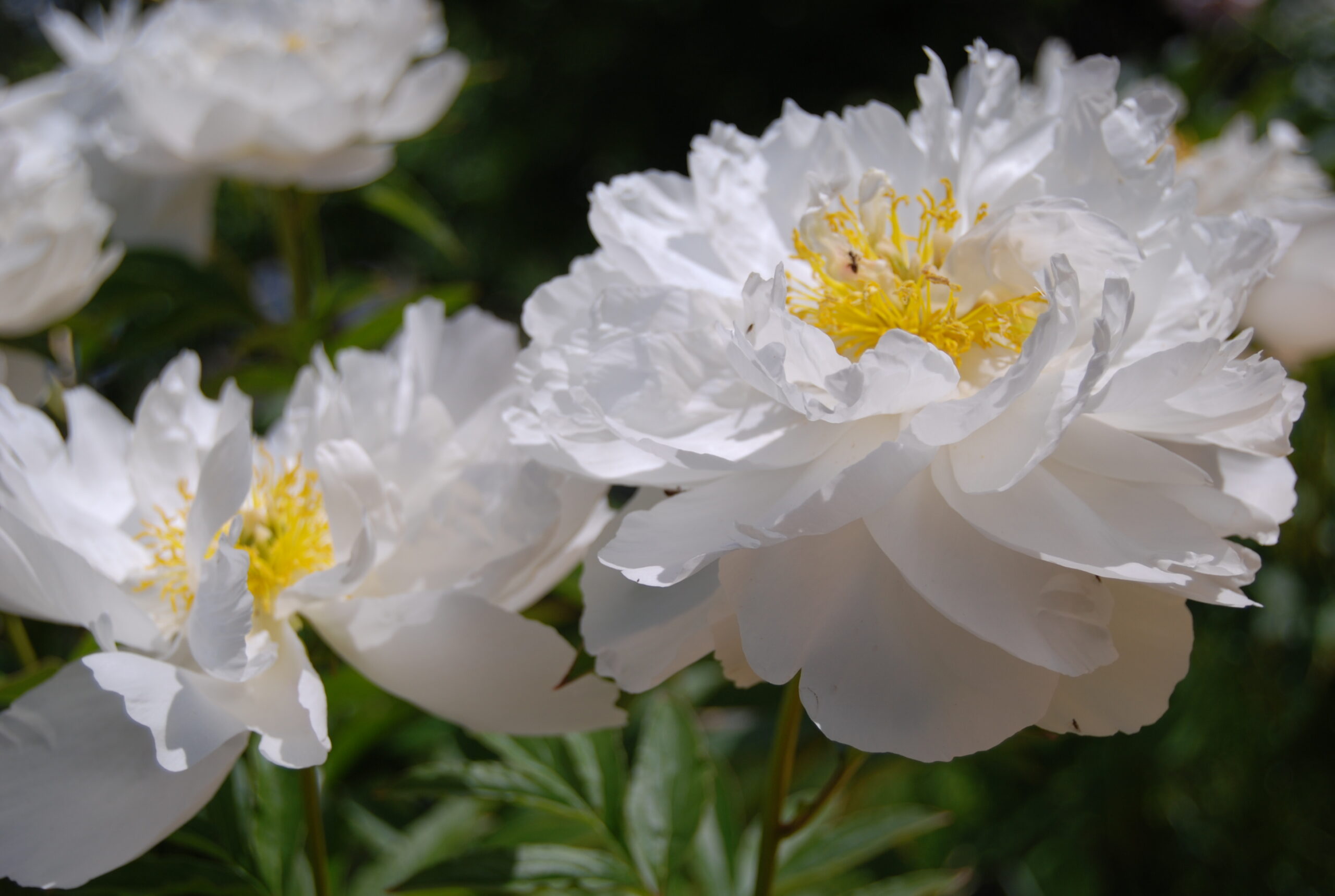 Peonija Miss America kailsaknis 1 gab