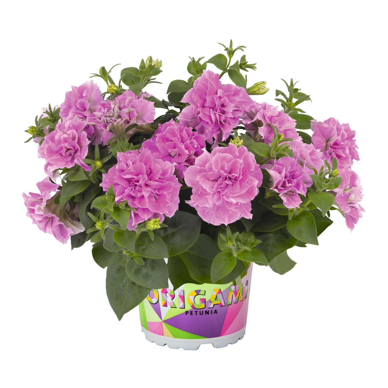 Petūnija Origami Pink 3 gab.