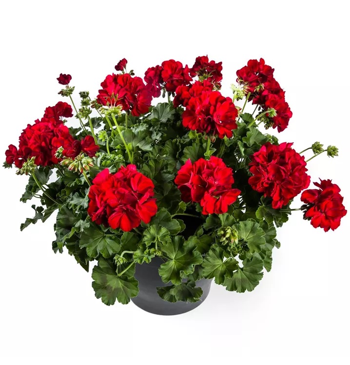 Joslu Pelargronija Calliope M Dark Red  1 gab.