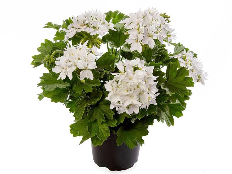 Joslu Pelargronija Starry White 1 gab.