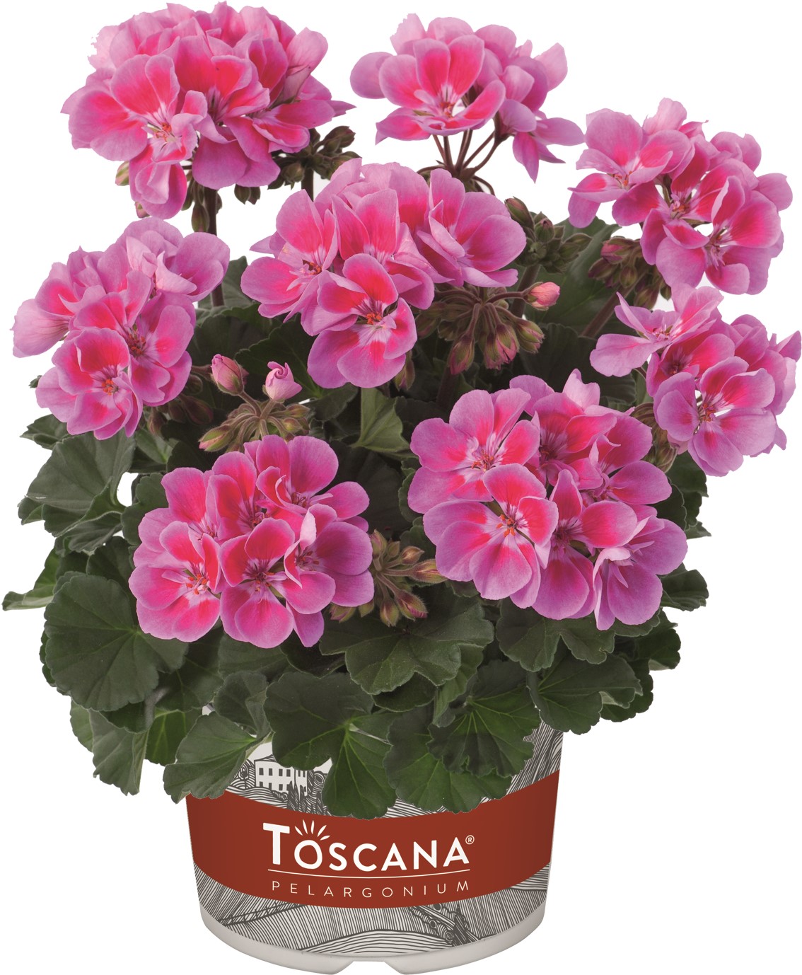 Joslu Pelargronija Castello Raiko lavender Eye 1 gab.