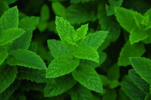 Krūzmētra Morocco 1 gab.