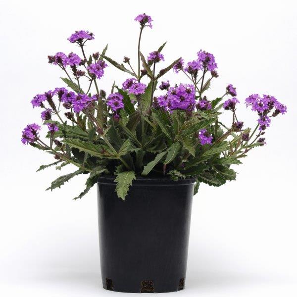 Skarbā Verbēna Venosa 1 gab.