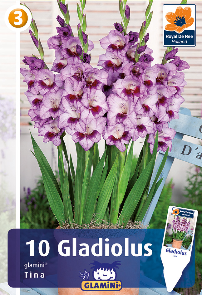 Gladiola Glamini Tina 10 gab