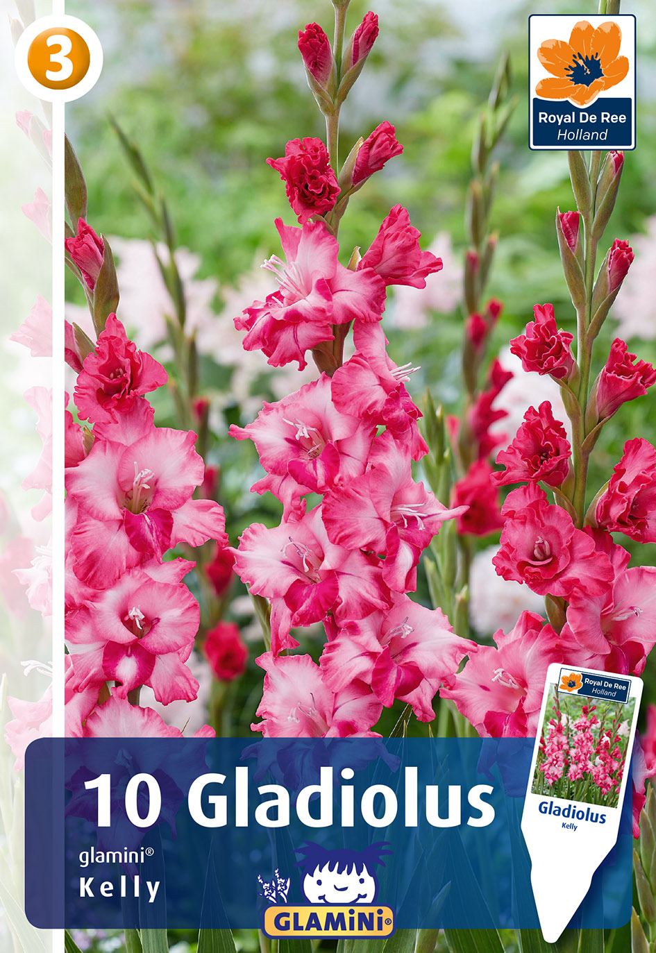 Gladiola Glamini Kelly 10 gab