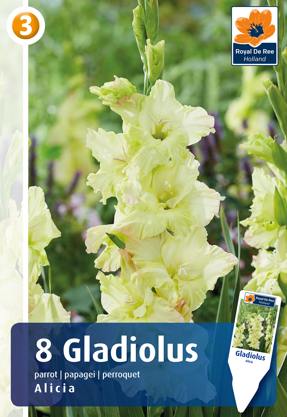 Gladiola Alicia 8 gab