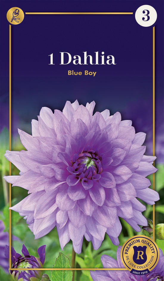 Dālija Blue Boy 1 gab