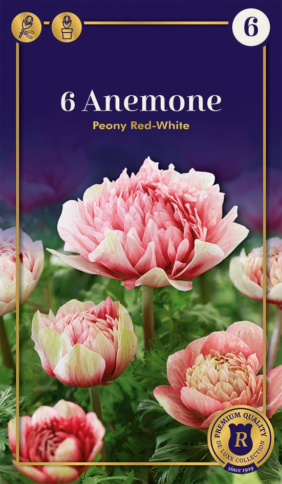 Vainaga Anemone Peony Red - White 6 gab