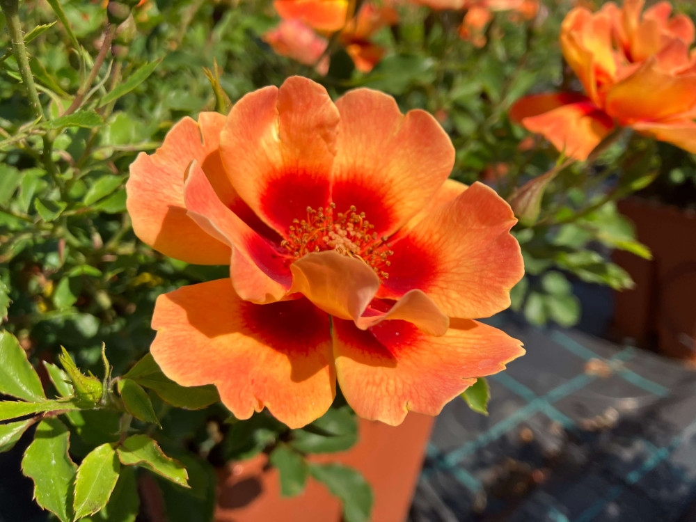 Roze Flame Babylon Eyes kailsaknis 1 gab.