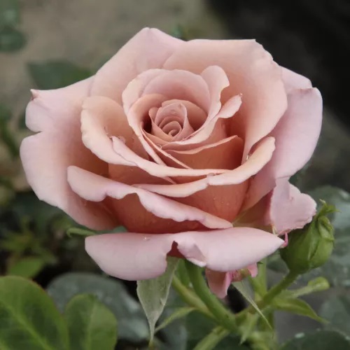 Roze Koko Loco kailsaknis 1 gab.