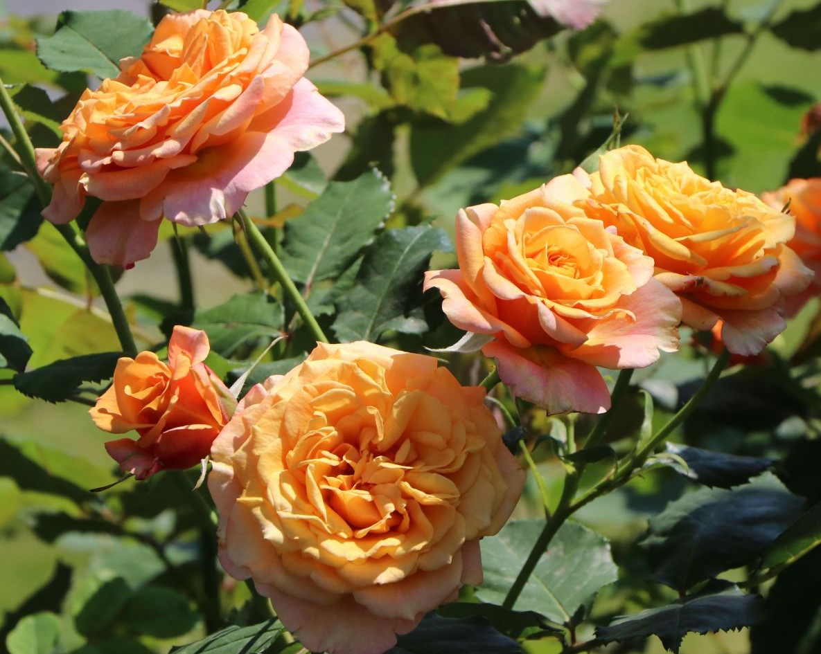 Roze La Villa Cotta kailsaknis 1 gab.