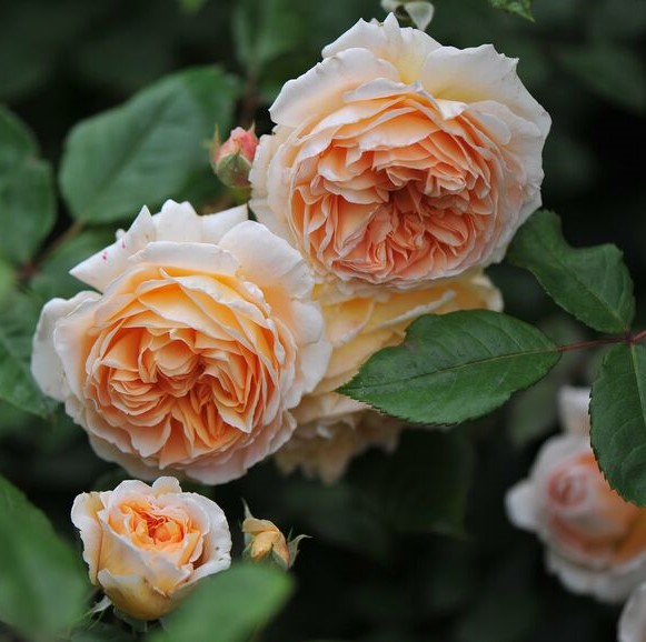 Roze Grossherzogin Luise kailsaknis 1 gab.