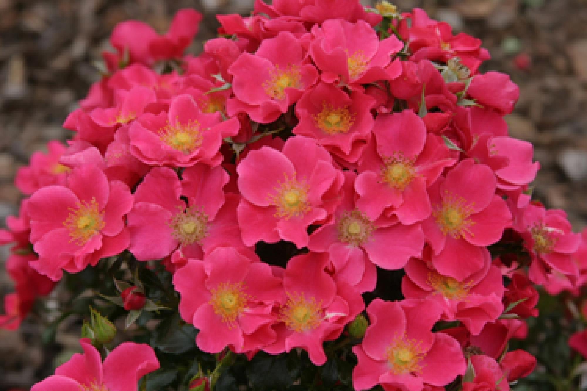 Roze Stadt Rom kailsaknis 1 gab.