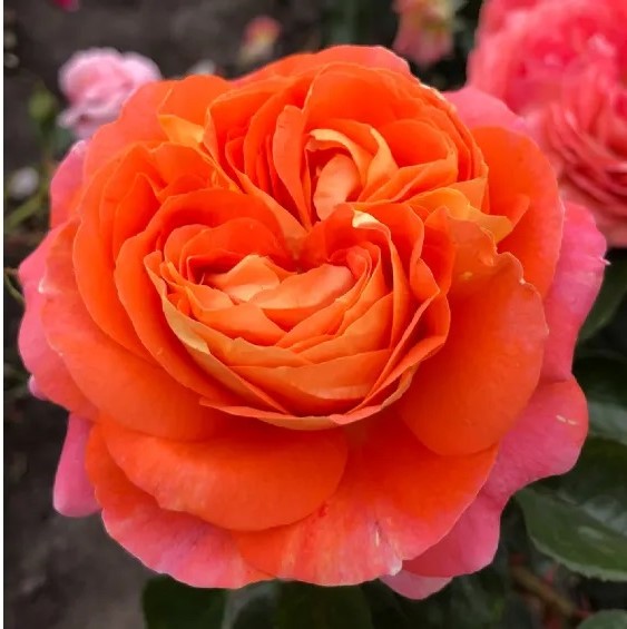 Roze Samba kailsaknis 1 gab.