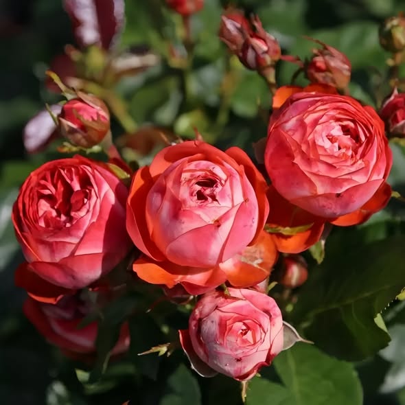 Roze Pompeji kailsaknis 1 gab.