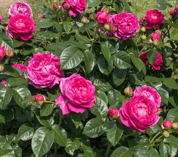 Roze Anuschka kailsaknis 1 gab.