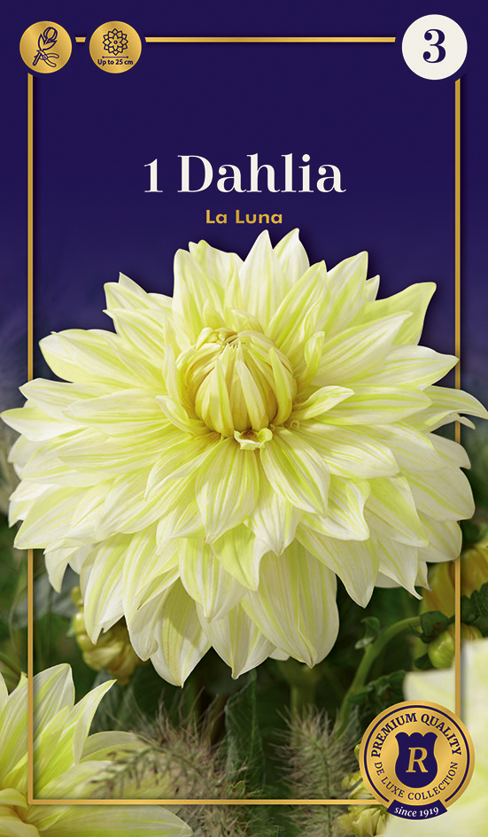 Dālija La Luna 1 gab.