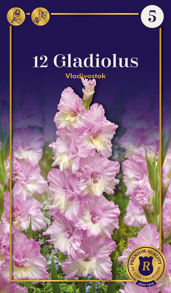 Gladiola Vladivostok 12 gab