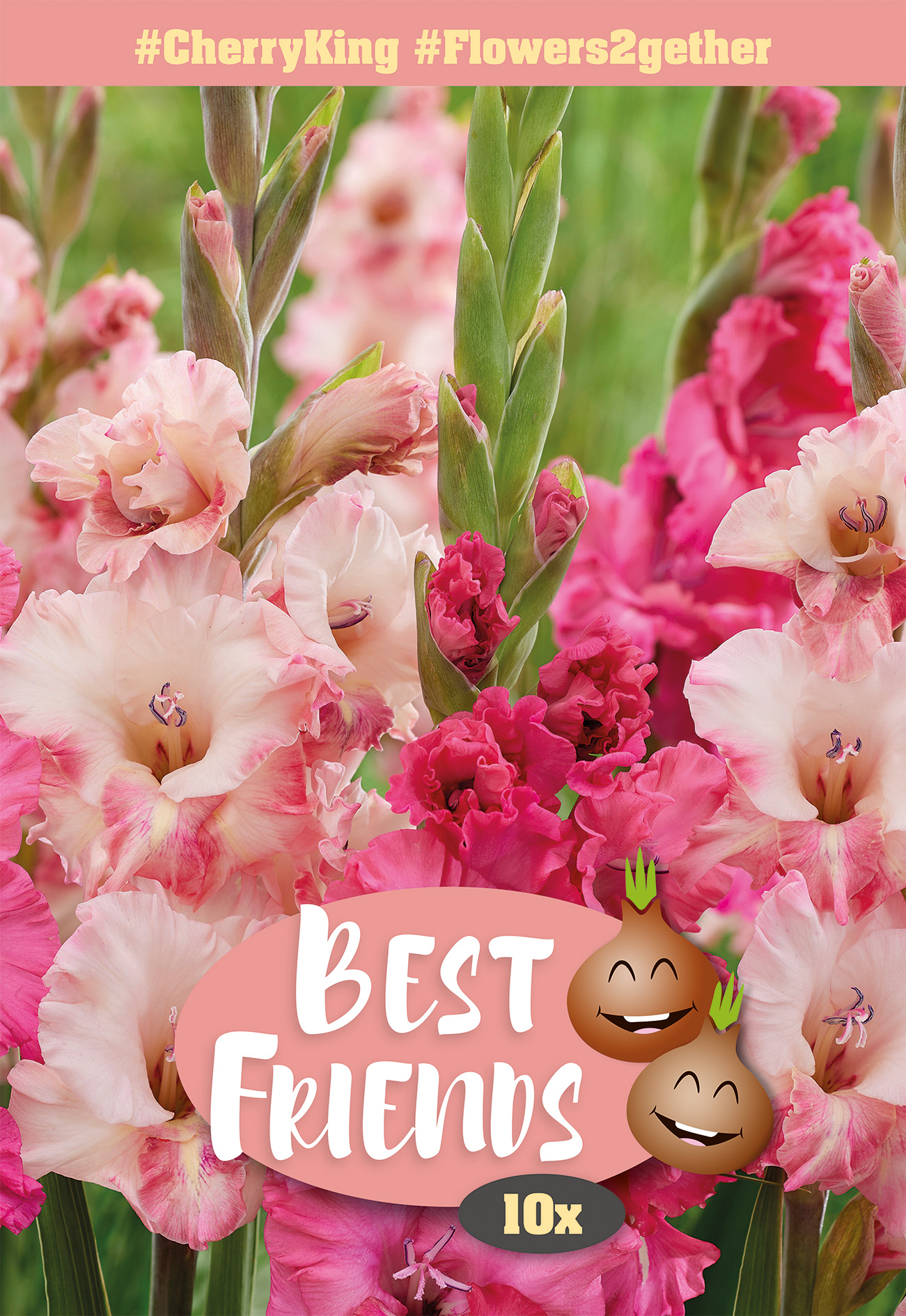 Gladiolu maisījums Cherry King 10 gab