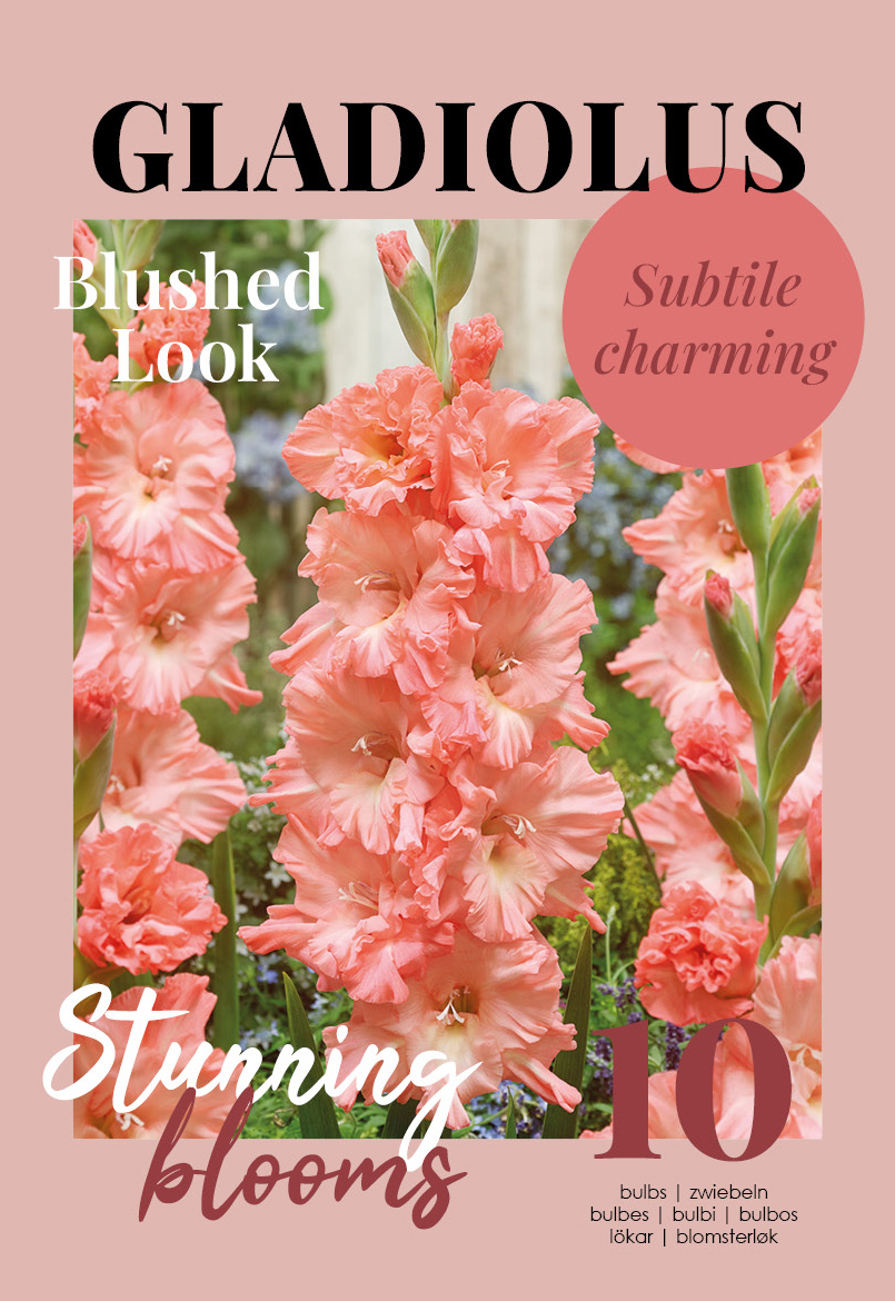Gladiola Blushed Look 10 gab