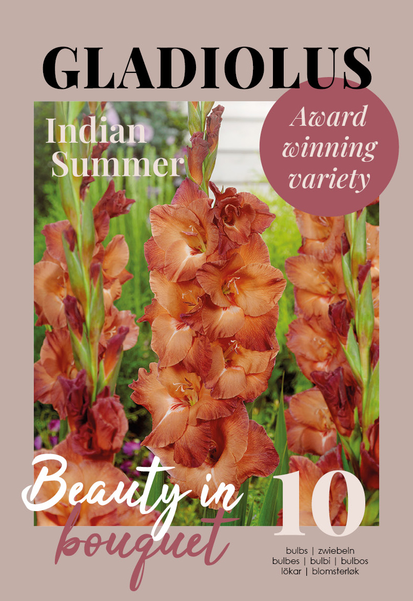 Gladiola Indian Summer 10 gab