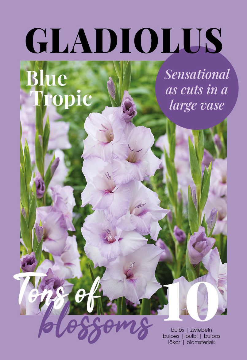 Gladiola Blue Tropic 10 gab