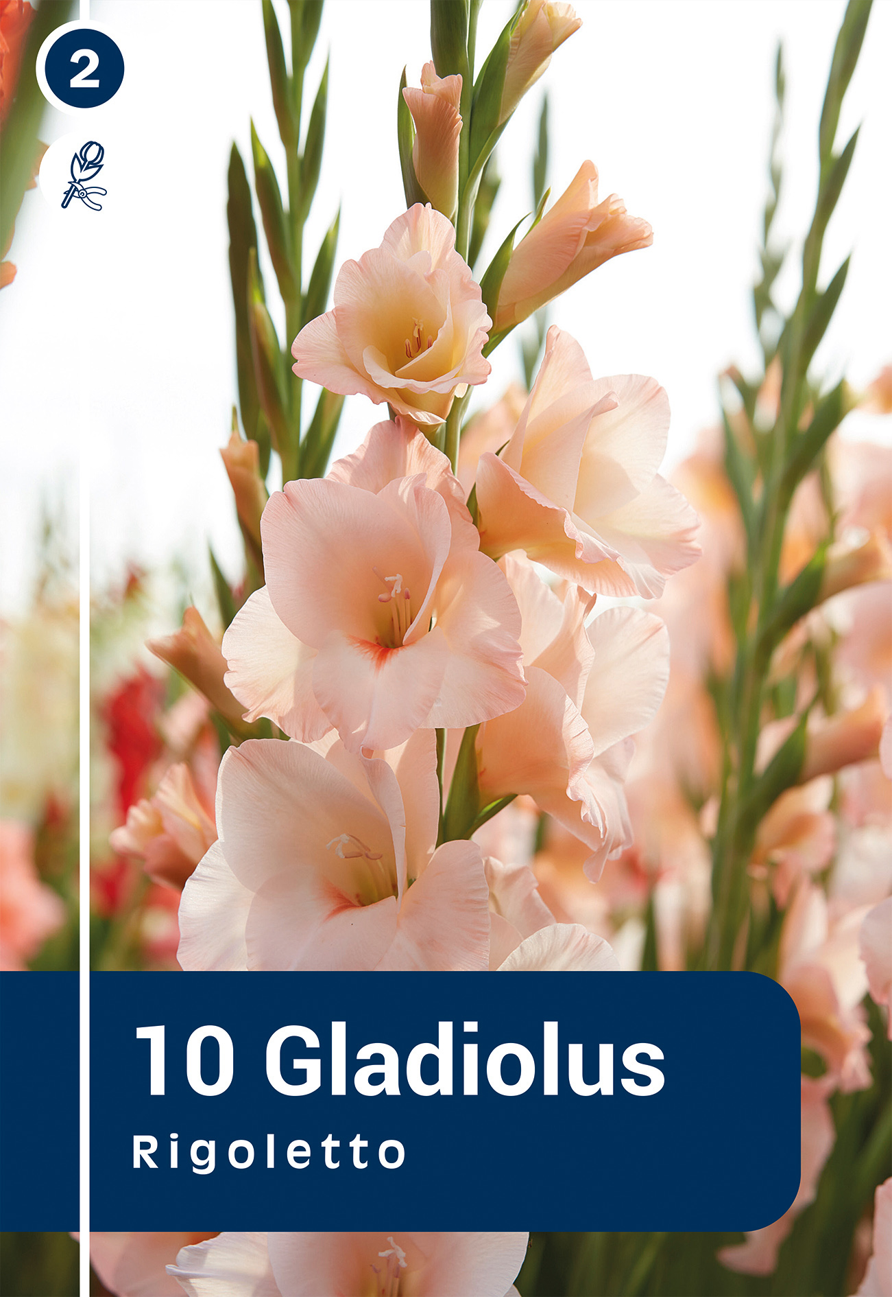Gladiola Rigoletto 10 gab