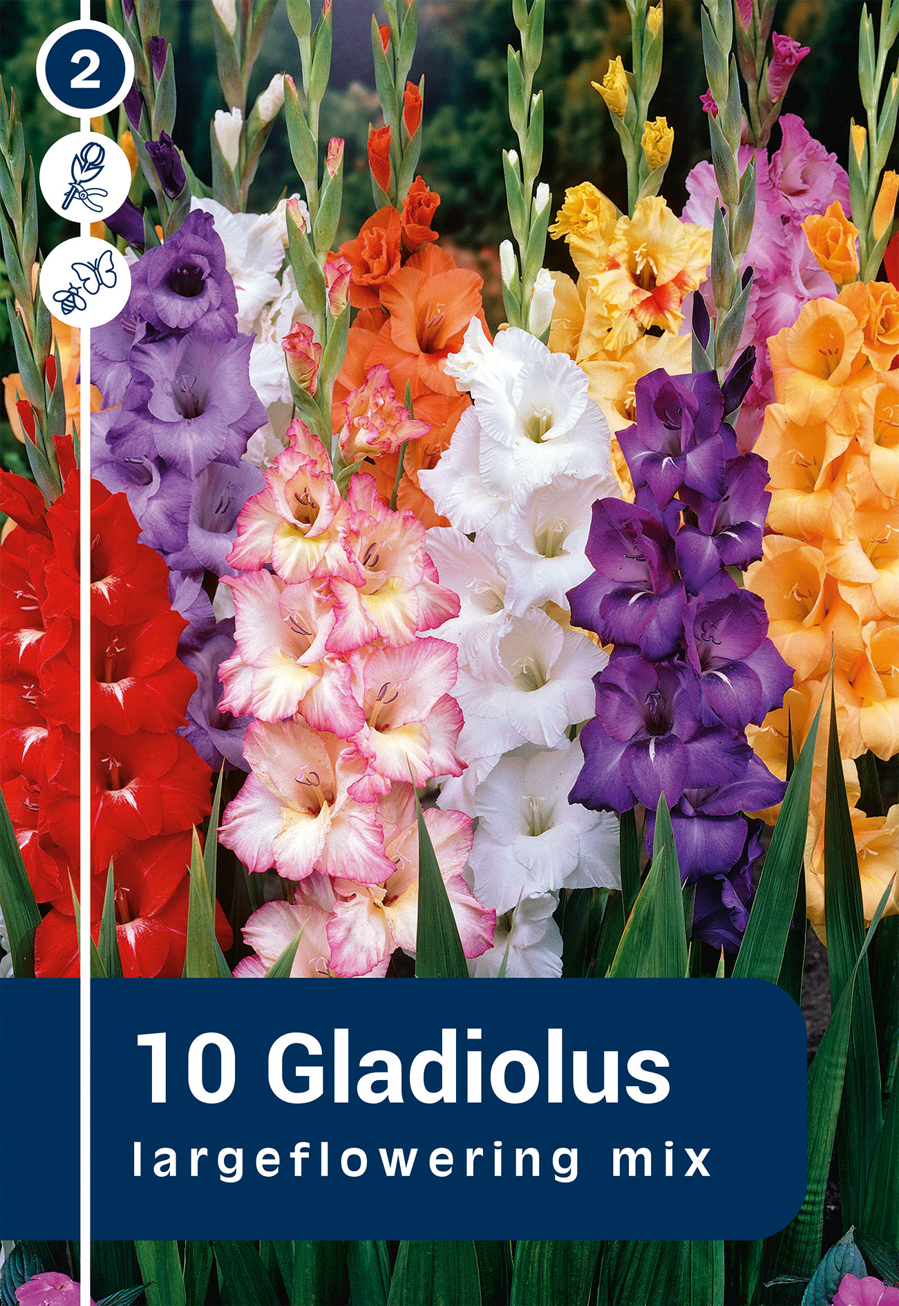 Lielziedu gladiolu maisījums 10 gab.