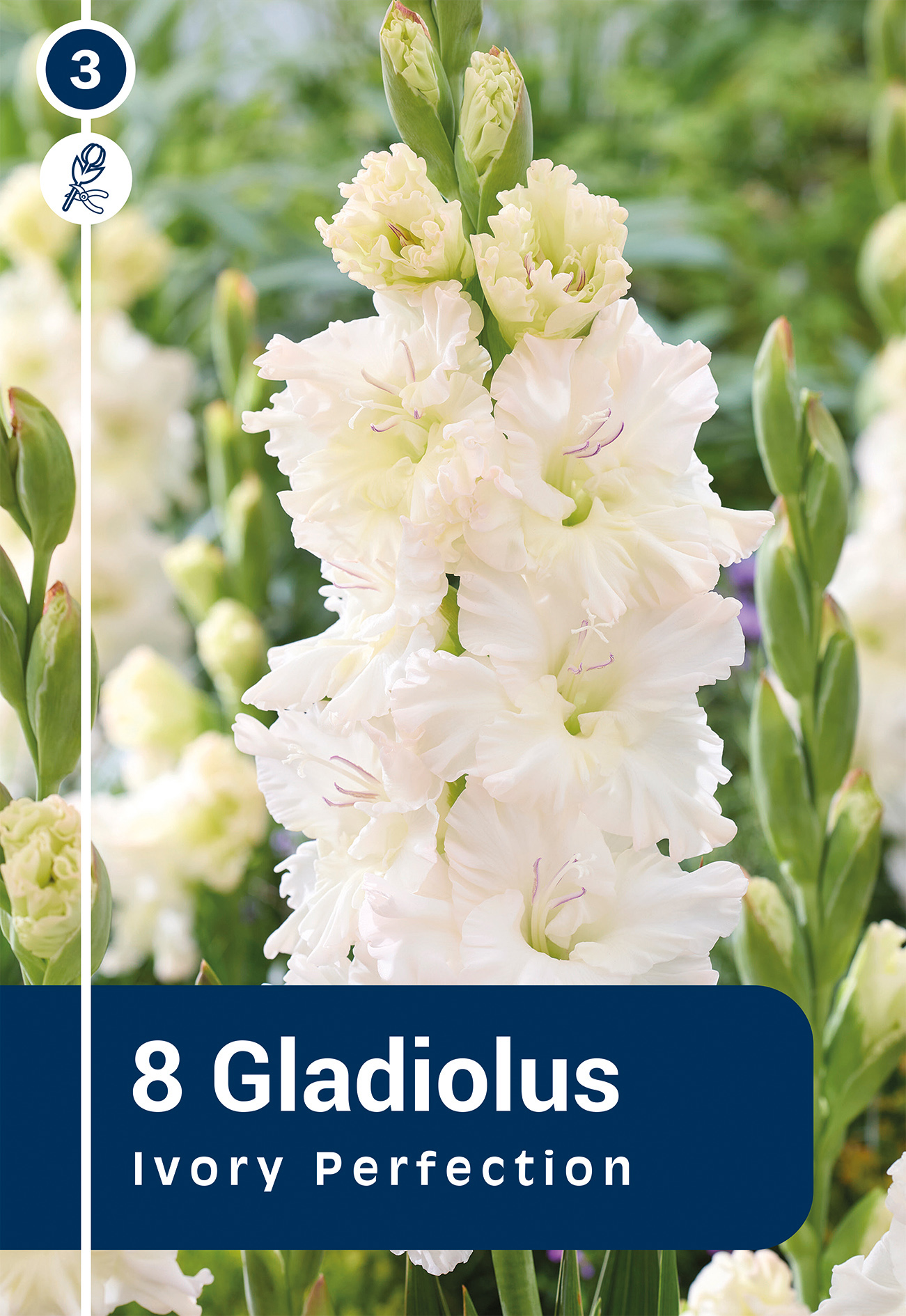 Gladiola Ivory Perfection 8 gab