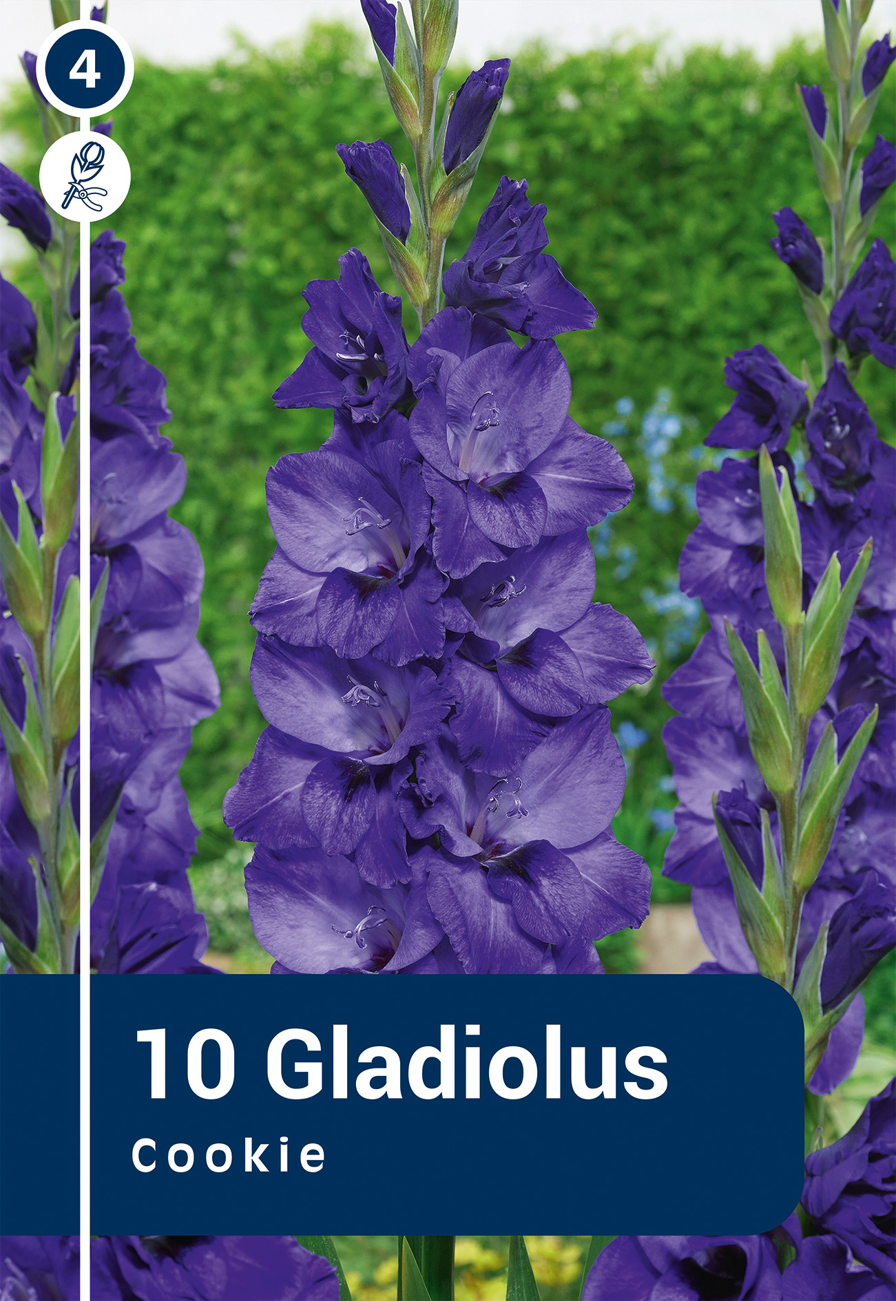 Gladiola Cookie 10 gab