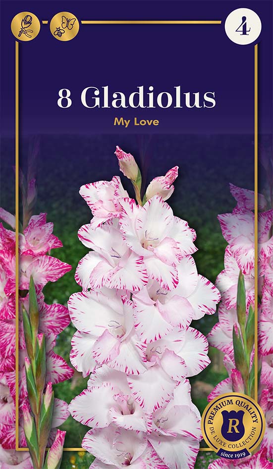 Gladiola My Love 8 gab