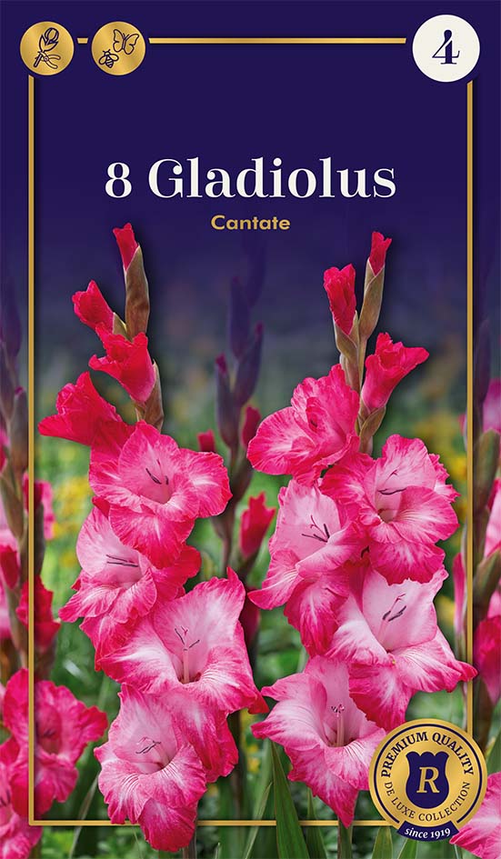 Gladiola Cantate 8 gab