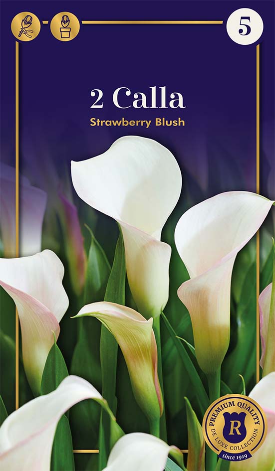 Kalla Strawberry Blush 2 gab