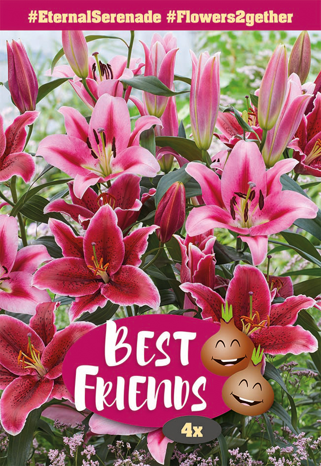 Liliju maisījums segu Eternal Serenade 4 gab