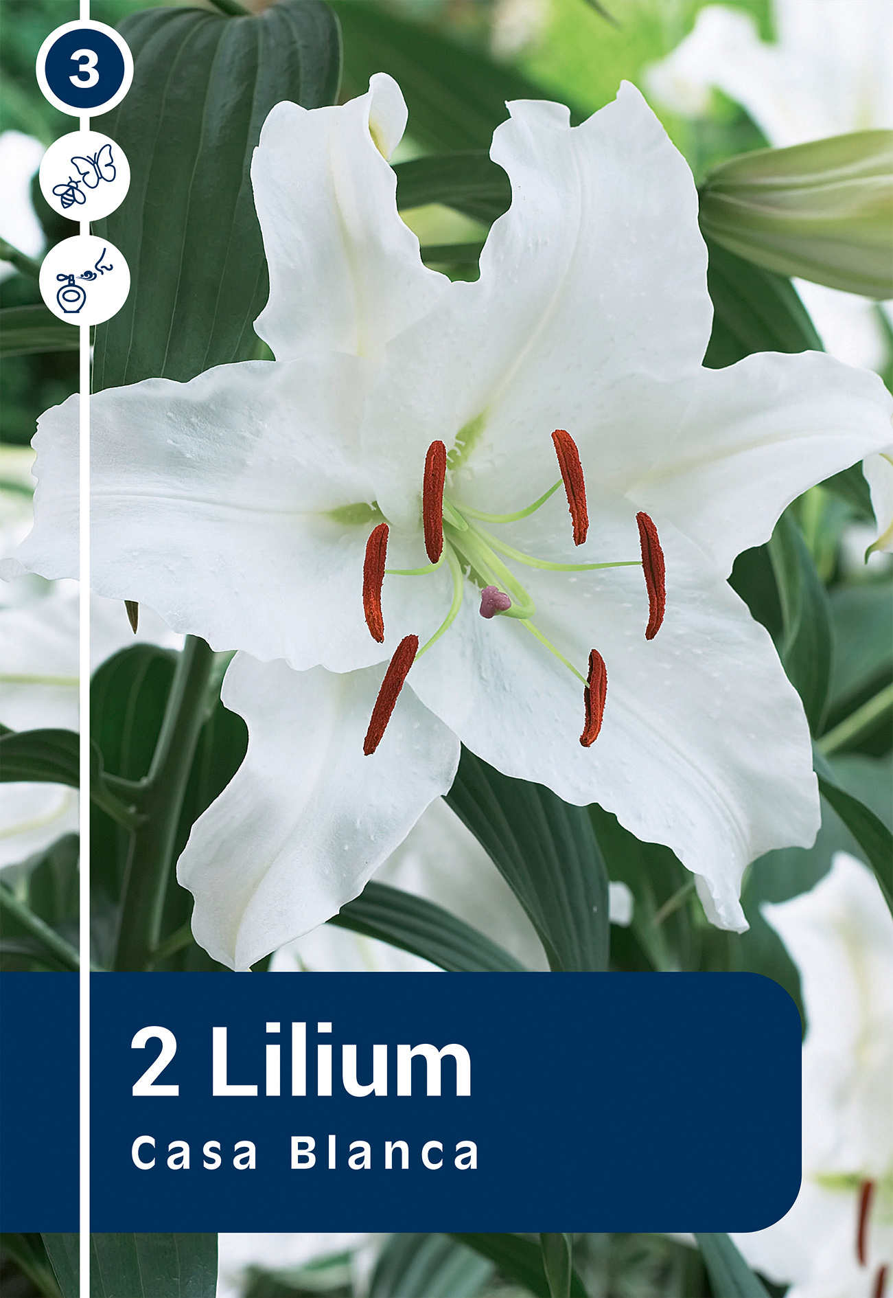 Lilija Casa Blanca 2 gab