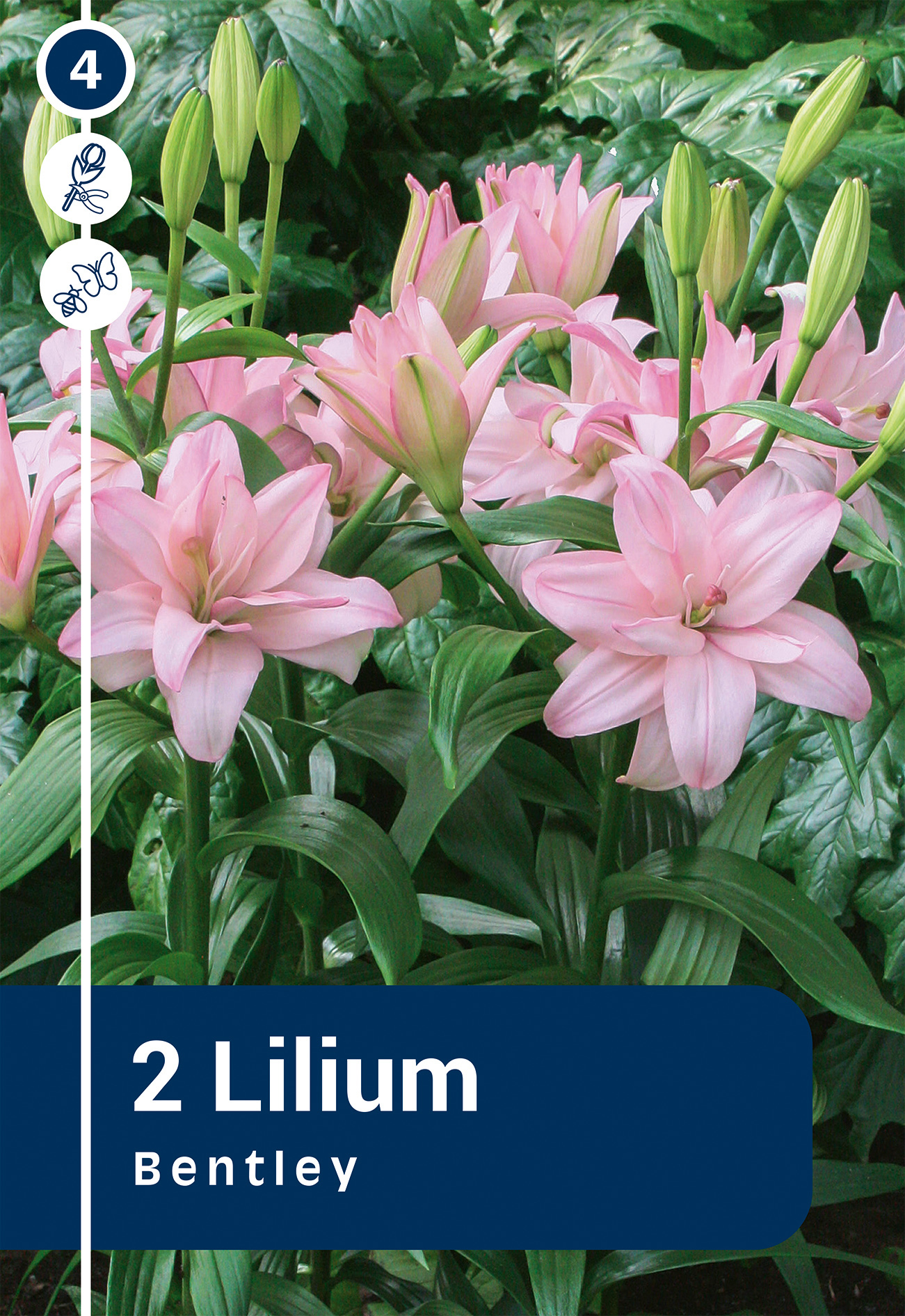 Lilija Bentley 2 gab